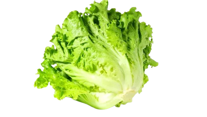 Hạt giống Xà Lách SanChu tươi mát