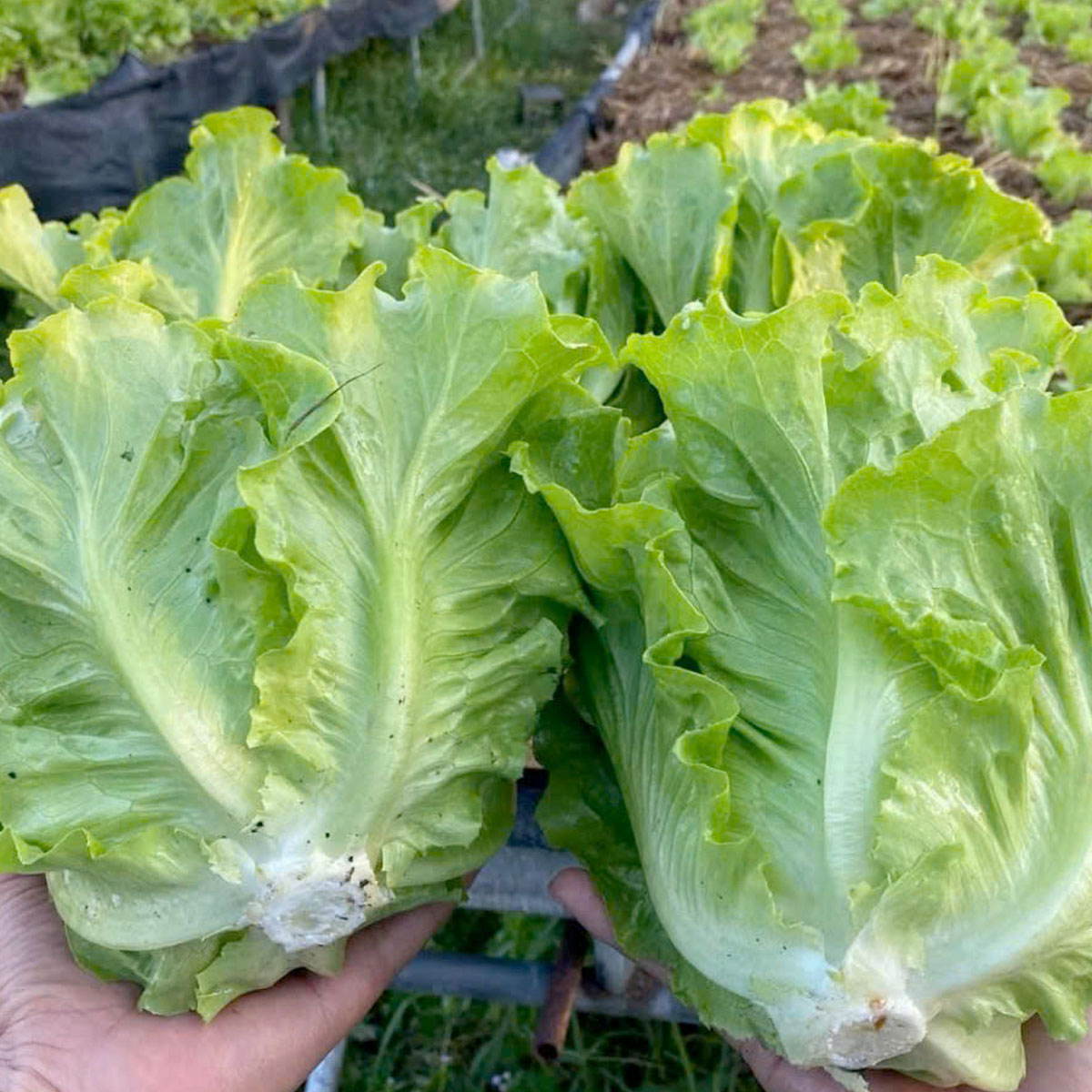 Xà lách trồng tại nhà