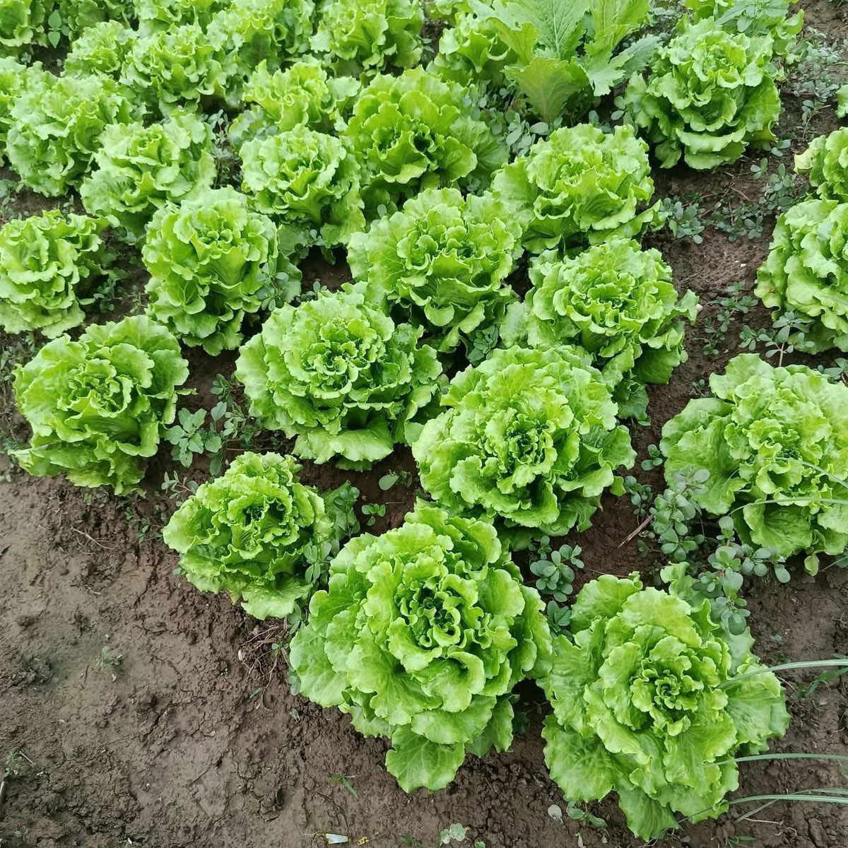 Xà lách trong chậu